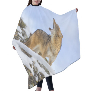 Personality  Coyote In A Forest Hair Cutting Cape