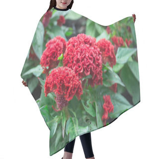 Personality  Cockscomb Flower Or Chinese Wool Flower Plant In A Park Hair Cutting Cape