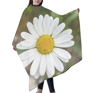 Personality  Top View Of A Beautiful Blooming Flower (Leucanthemum Vulgare Lam., Ox-eye Daisy, Oxeye Daysy, Dog Daisy) In Summer In A Wild Natural Environment. Hair Cutting Cape