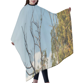 Personality  Low Angle View Of Dry Branches Of Tree With Sky At Background, Banner  Hair Cutting Cape