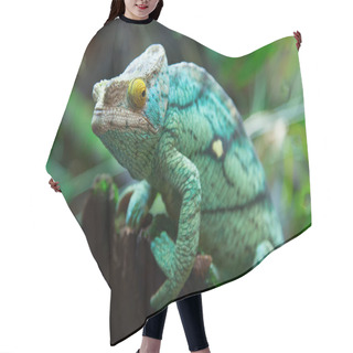 Personality  Chameleon On Green Grass Hair Cutting Cape