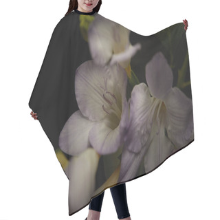 Personality  Close Up View Of Freesia Flowers Isolated On Black Hair Cutting Cape