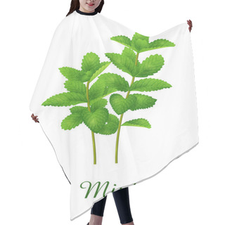 Personality  Mint Plant, Food Green Grasses Herbs And Plants Collection, Realistic Vector Illustration Hair Cutting Cape