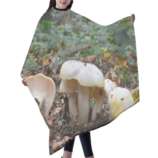 Personality  Hygrophorus Chrysodon Mushrooms Hair Cutting Cape