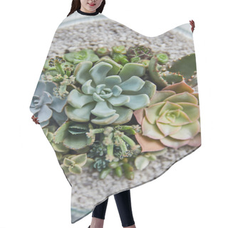 Personality  Close Up View Of Green Succulents In Glass Flowerpot  Hair Cutting Cape