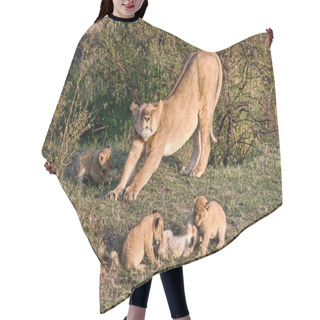 Personality  Lioness (Panthera Leo) With Cubs, Maasai Mara, Kenya, Africa Hair Cutting Cape