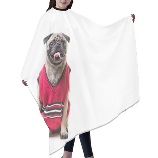 Personality  Happy Pug Pet Dog Wearing A Sweater Hair Cutting Cape
