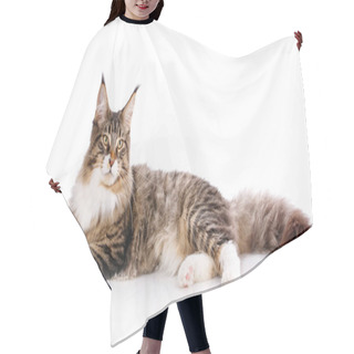 Personality  Maine Coon. A Big Cat. Maine Coon Hair Cutting Cape