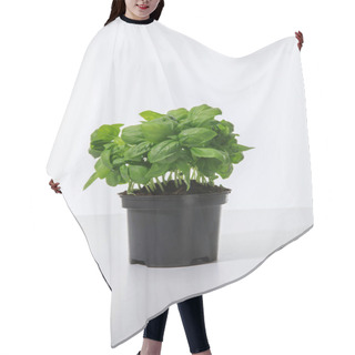 Personality  Fresh Green Basil Growing In Flowerpot Isolated On White Hair Cutting Cape