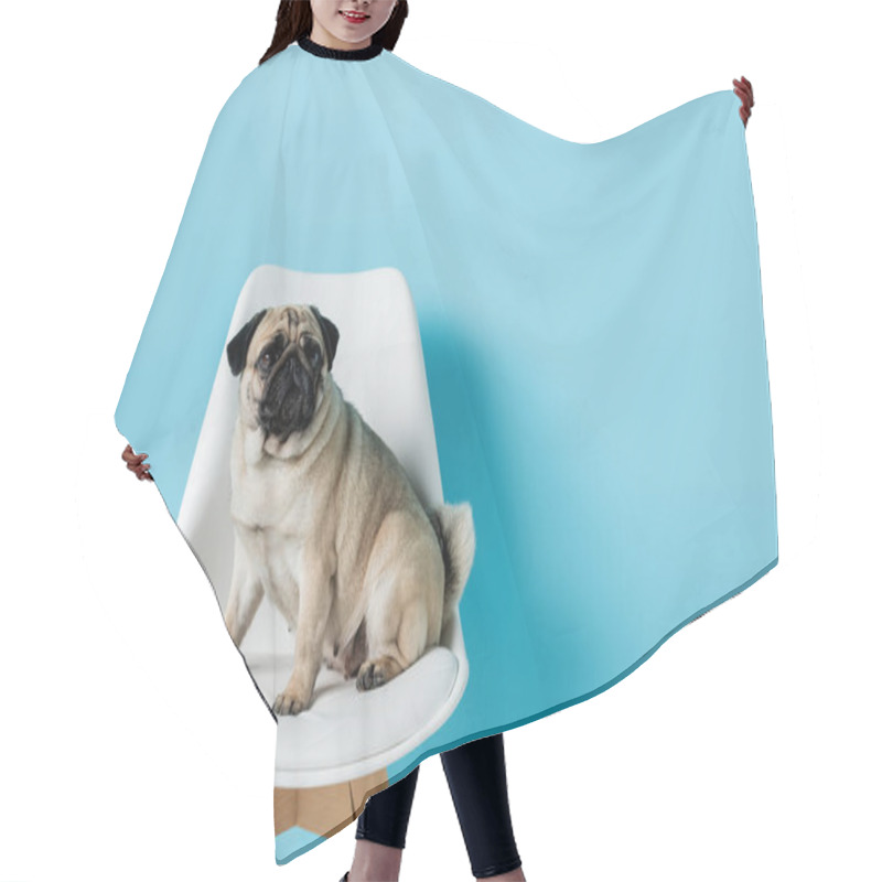 Personality  white chair with pug dog sitting and looking away on blue background hair cutting cape