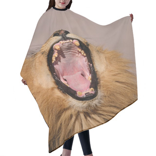 Personality  Yawning Male African Lion Hair Cutting Cape