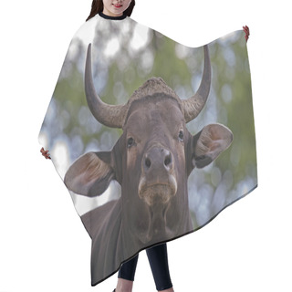 Personality  Portrait Of Male Banteng Hair Cutting Cape