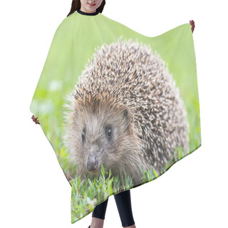 Personality  Hedgehog (Scientific Name: Erinaceus Europaeus) Close Up Of A Wild, Native, European Hedgehog, Facing Right In Natural Garden Habitat On Green Grass Lawn. Horizontal. Space For Copy. Hair Cutting Cape