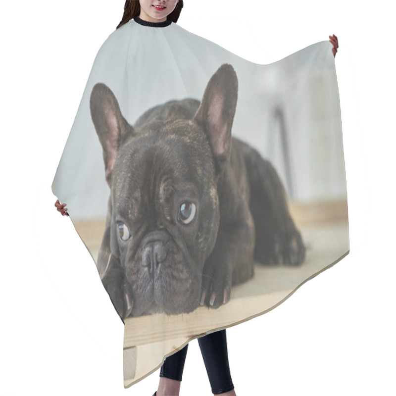 Personality  close-up view of adorable black french bulldog lying on wooden table in new home hair cutting cape