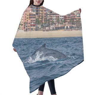 Personality  Humpback Whale In Cabo San Lucas Baja California Sur Mexico Hair Cutting Cape