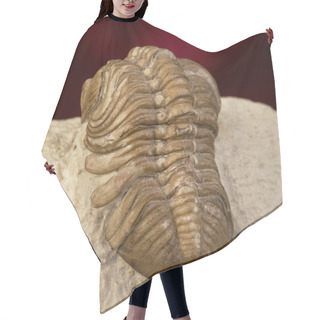 Personality  Oklahoma Trilobite. Hair Cutting Cape