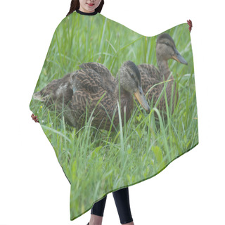 Personality  Brown Ducklings Hair Cutting Cape
