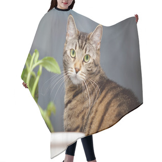 Personality  Cat And Flower On The Window Hair Cutting Cape