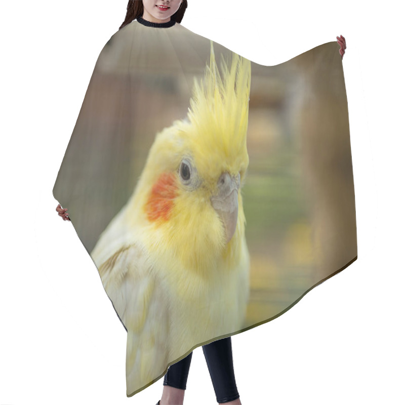 Personality  Close Up Of Head Of Yellow Lutino Cockatiel Hair Cutting Cape