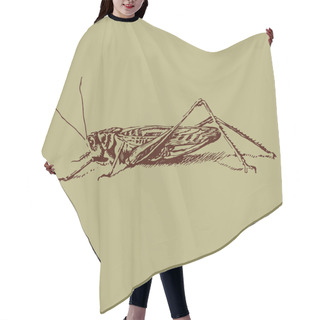 Personality  Illustration Of A Brown Grasshopper Hair Cutting Cape