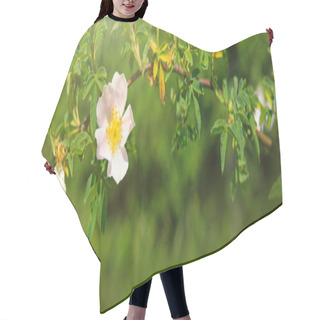 Personality  White Wild Rose On A Green Background. Hair Cutting Cape