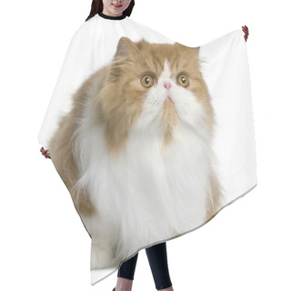 Personality  Persian Cat, 10 Months Old, Sitting In Front Of White Background Hair Cutting Cape