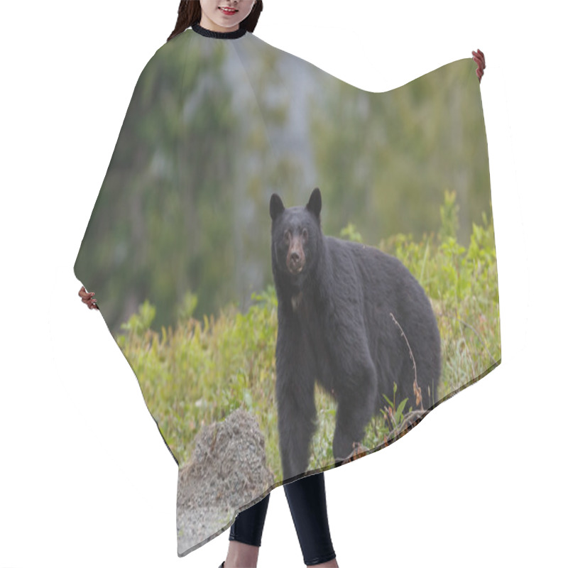 Personality  Black bear crossing the road hair cutting cape