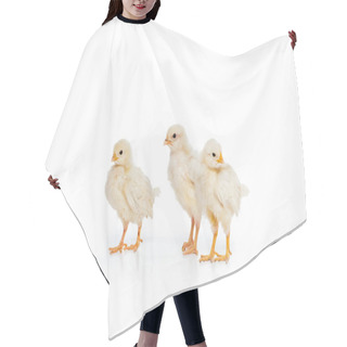 Personality  Close-up View Of Three Adorable Little Chickens Isolated On White Hair Cutting Cape