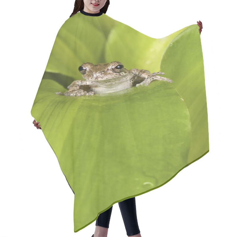 Personality  Small Brown Tree Frog Hair Cutting Cape