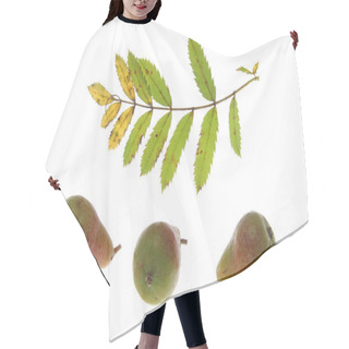 Personality  Sorb Tree (Sorbus Domestica) Hair Cutting Cape