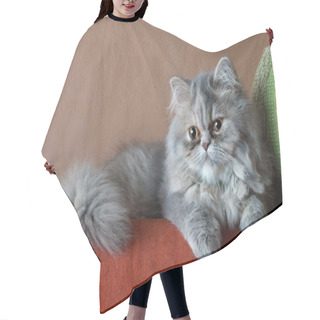 Personality  Persian Cat On The Couch Hair Cutting Cape