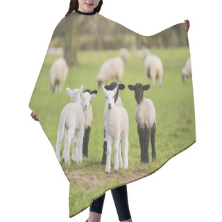 Personality  Spring Lambs Baby Sheep In A Field Hair Cutting Cape