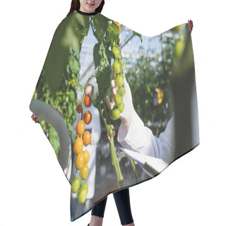 Personality  Cropped View Of Agricultural Technologist Near Branches Of Cherry Tomatoes In Greenhouse Hair Cutting Cape