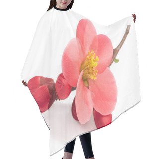 Personality  Chaenomeles Speciosa Flowers Isolated On White Background Hair Cutting Cape