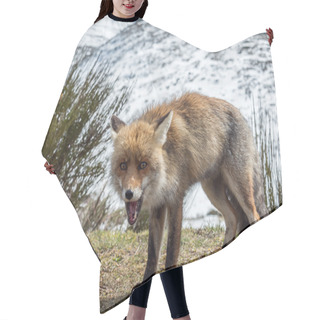 Personality  Happy Red Fox (Vulpes Vulpes) Hair Cutting Cape