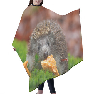 Personality  Cute European Hedgehog Hair Cutting Cape