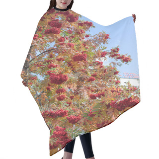Personality  Autumn Tree Ashberry Bright Colors Of Nature Hair Cutting Cape