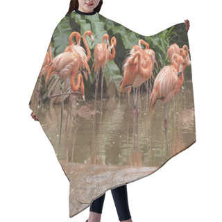Personality  Vibrant Caribbean Flamingos, Phoenicopterus Ruber, Socializing In A Lush Tropical Habitat, Reflecting Their Vivid Plumage In The Tranquil Waters. Hair Cutting Cape