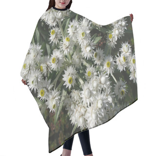 Personality  Blooming Anafalis Pearl Hair Cutting Cape