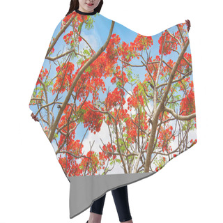 Personality  Red Flower And Blue Sky Bacground Beauty Full Flower Background Image Hair Cutting Cape