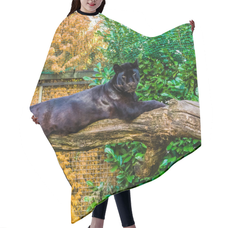 Personality  Black Panther Laying On A Tree Branch, Pigmentation Variation, Popular Zoo Animal Hair Cutting Cape