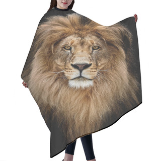 Personality  Portrait Of A Beautiful Lion, Lion In Dark Hair Cutting Cape