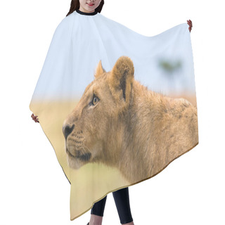 Personality  Wild Lions In Africa Hair Cutting Cape