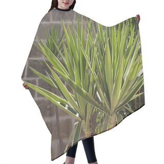 Personality  Yucca Palm Hair Cutting Cape