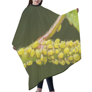 Personality  Aphid Infestation Hair Cutting Cape