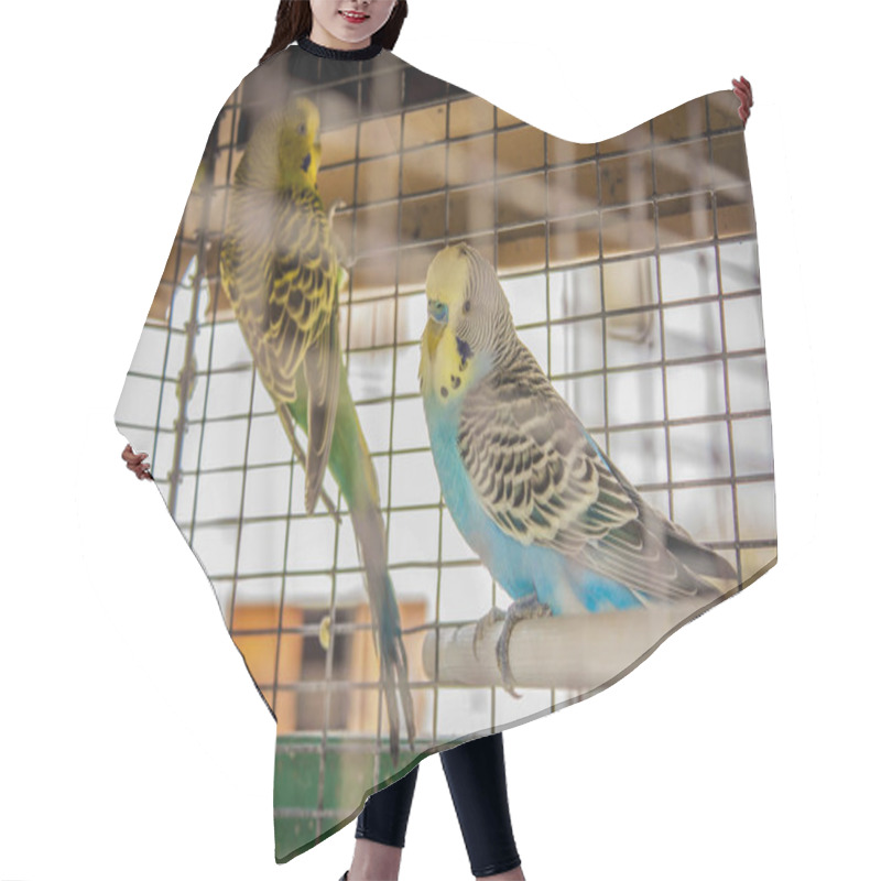 Personality  Small Caged Birds Raised In Captivity. A Life Away From Nature, In A Cage Alone. Hair Cutting Cape