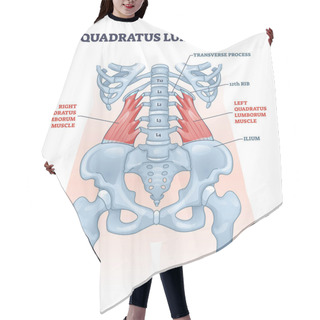 Personality  Quadratus Lumborum Muscle Or QL For Strong And Healthy Spine Outline Diagram Hair Cutting Cape