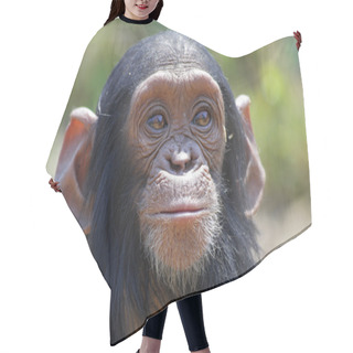 Personality  Young Chimp Hair Cutting Cape