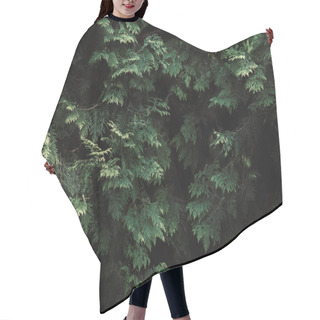 Personality  Beautiful Green Cypress Tree Twigs, Natural Background Hair Cutting Cape