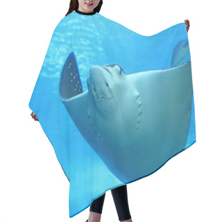 Personality  Beautiful Stingray Hair Cutting Cape